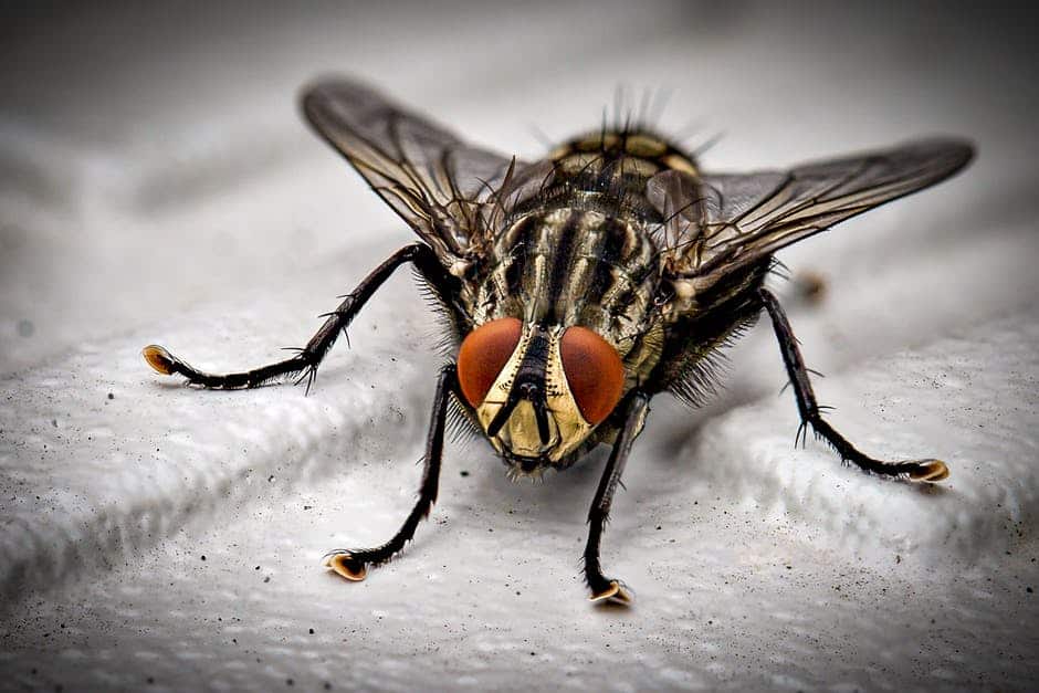 Do Flies Lay Eggs or Maggots  Wheelie Bin Cleaning Service